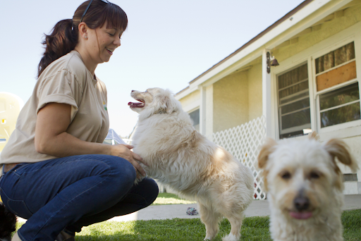 Capacidades Superlativas da Clínica Veterinária Asa Norte para o Cuidado do seu Pet