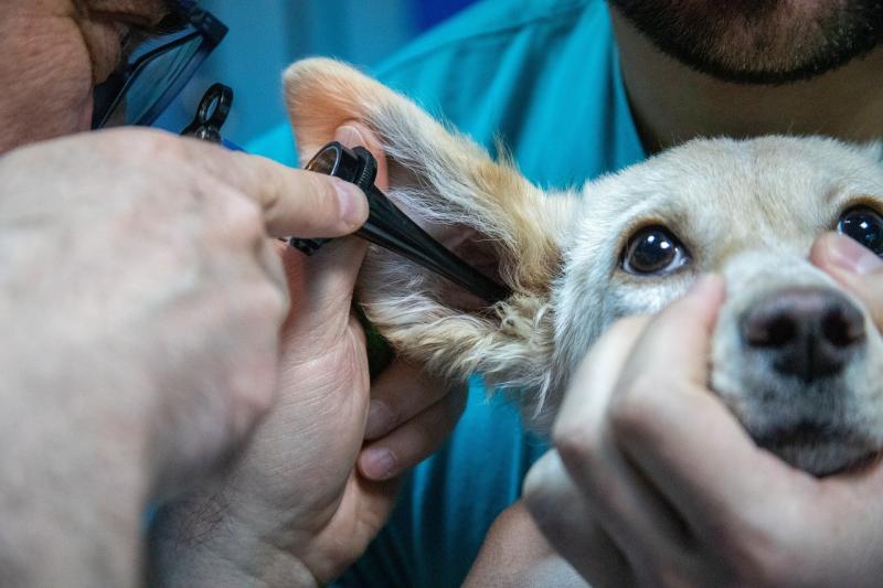 Descubra o Melhor Atendimento Veterinário na Asa Norte