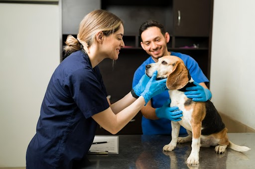 Guia Completo de Alimentação Natural para Cachorros com Gastrite: Seu Pet Saudável e Feliz