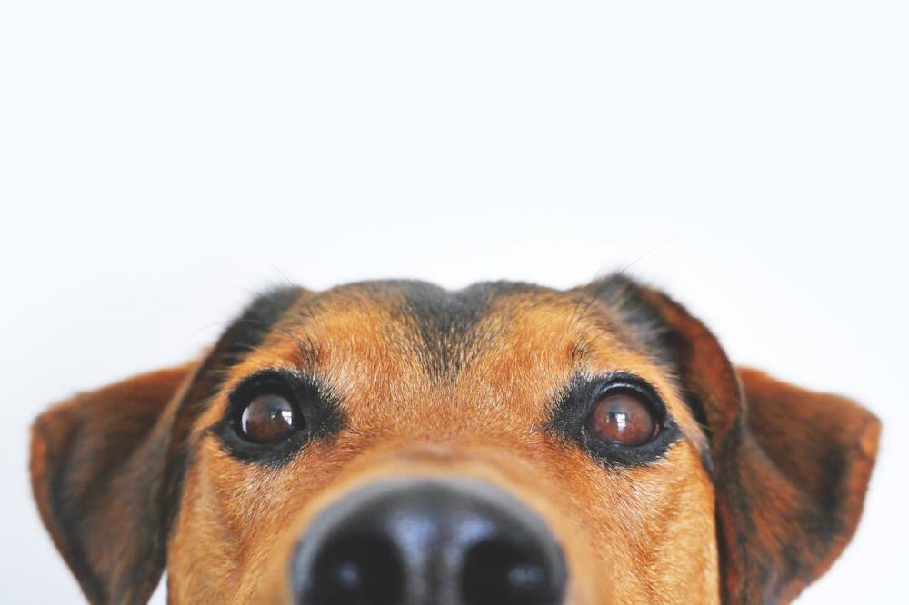 Veterinária