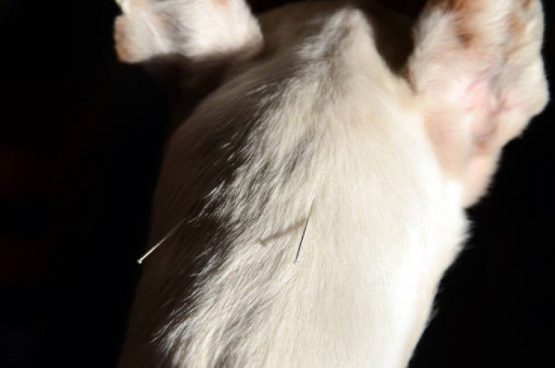 Acupuntura em Pequenos Animais Agendar Cruzeiro - Acupuntura Veterinária para Cães