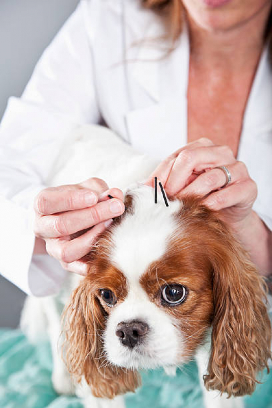 Acupuntura para Pequenos Animais Agendar Setor de Clubes Norte - Acupuntura Veterinária para Cães