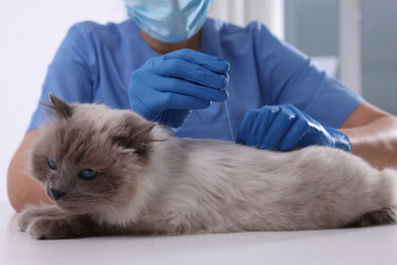 Acupuntura para Pequenos Animais Lago - Acupuntura Veterinária para Gatos