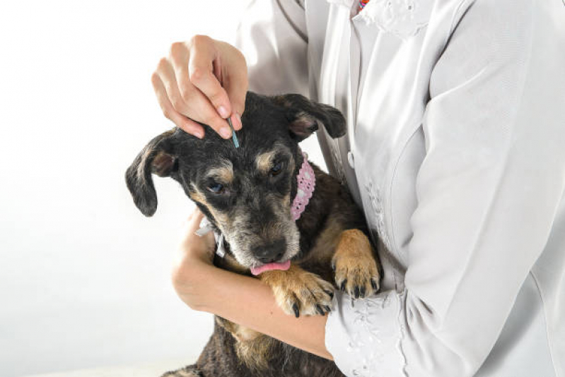 Acupuntura Veterinária em Cachorros Agendar EPNA Estrada Parque das Nações - Acupuntura Veterinária em Cachorros