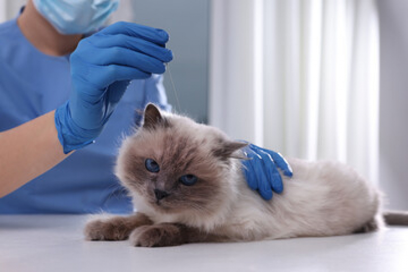 Acupuntura Veterinária em Gatos Agendar Águas Claras - Acupuntura Veterinária em Cachorros