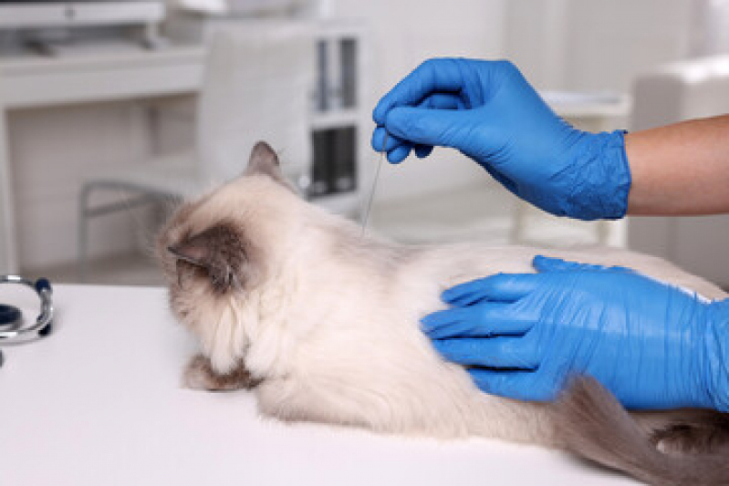 Acupuntura Veterinária em Gatos Setor Sudoeste - Acupuntura em Pequenos Animais