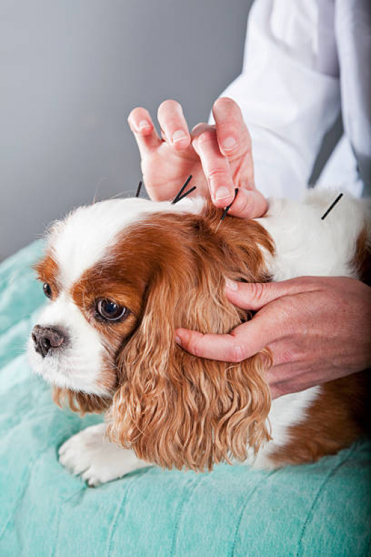 Acupuntura Veterinária para Cães W3 Sul - Acupuntura em Pequenos Animais