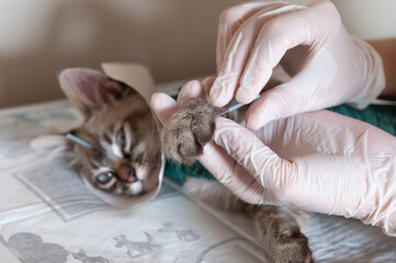 Acupuntura Veterinária para Gatos Agendar DF - Acupuntura Veterinária em Gatos