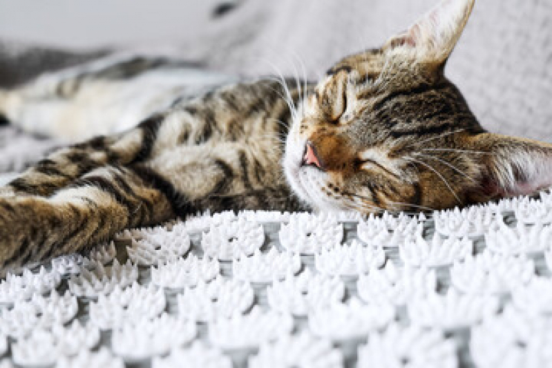 Acupuntura Veterinária para Gatos SETOR DE CLUBES SUL - Acupuntura em Pequenos Animais