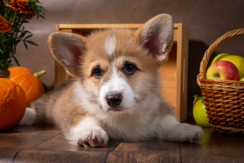 Alimentação Natural a Distancia Clínica Brasília - Alimentação Natural para Cães Idosos