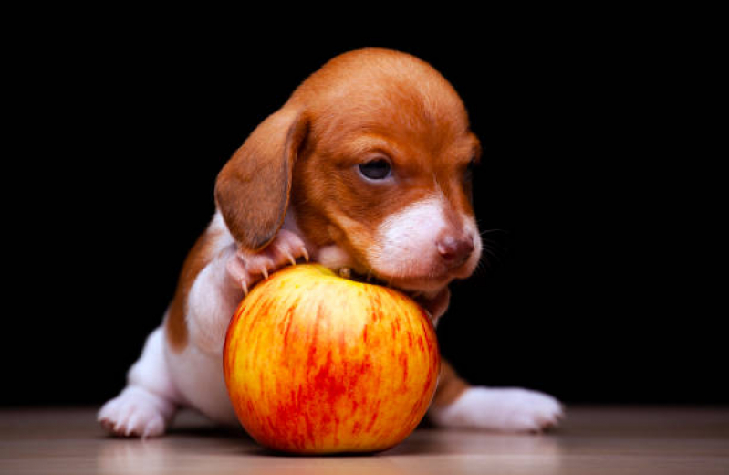 Alimentação Natural a Distancia SIA - Alimentação Natural para Cachorro com Gastrite