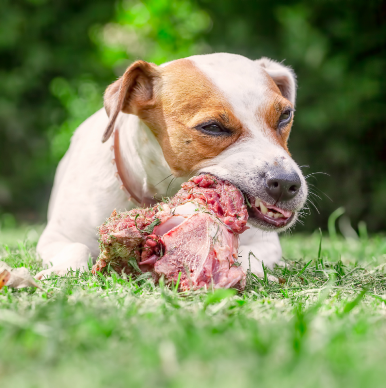 Alimentação Natural Cães Clínica Metropolitana Núcleo Bandeira - Alimentação Natural para Cachorros
