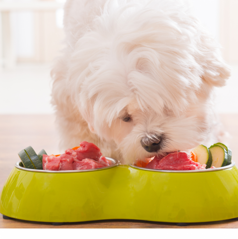 Alimentação Natural Cães W3 Sul - Alimentação Natural para Filhotes de Cachorro