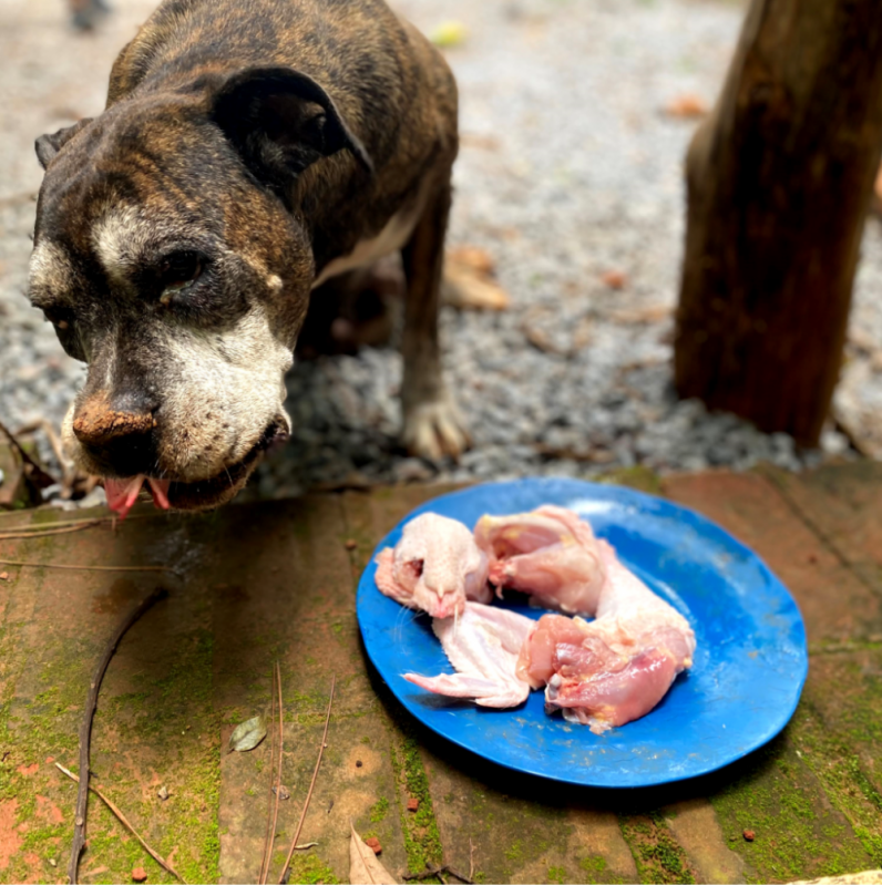 Alimentação Natural para Filhotes de Cachorro Clínica Setor Sudoeste - Alimentação Natural para Cachorros Brasília