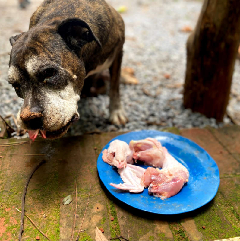 Alimentação Natural para Filhotes de Cachorro Clínica SBN SETOR BANCÁRIO NORTE - Alimentação Natural a Distancia