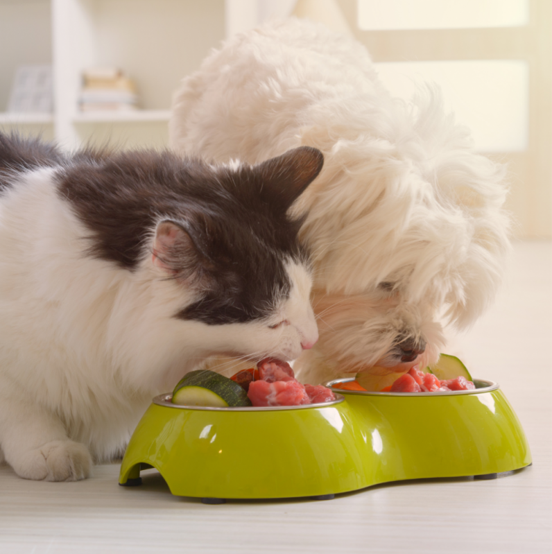 Alimentação Natural para Gatos Sobradinho II - Alimentação Saudável para Cães