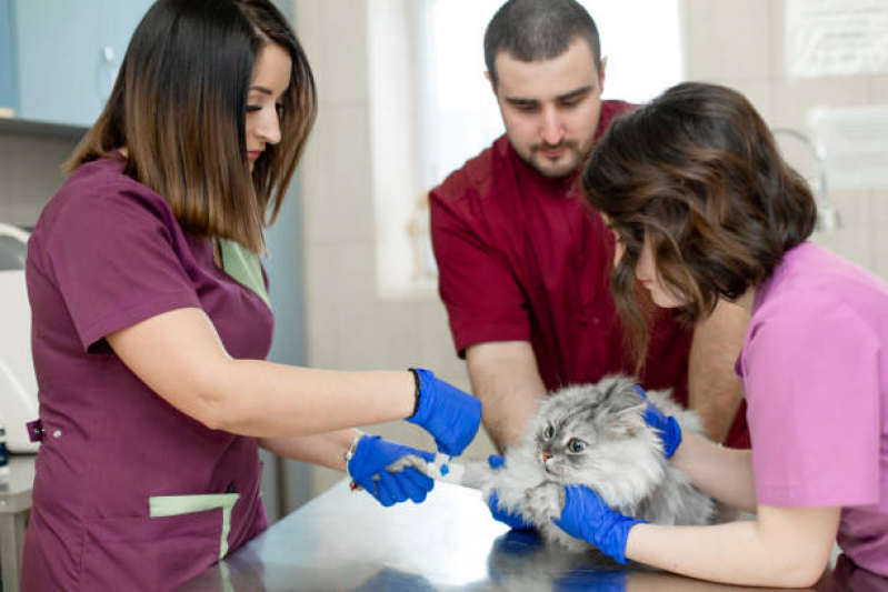 Aplicação de Vacina Antirrábica Animal SETOR MILITAR URBANO - Vacina de Raiva Gato
