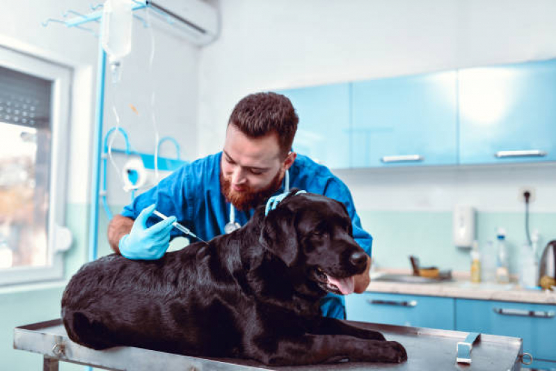 Aplicação de Vacina Antirrábica para Cães SETOR MILITAR URBANO - Vacina de Raiva Cachorro