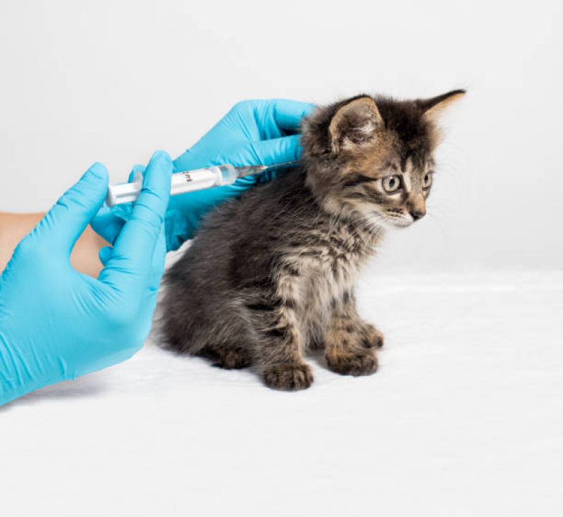 Aplicação de Vacina Antirrábica para Gato Cruzeiro Novo - Vacina para Gato V4