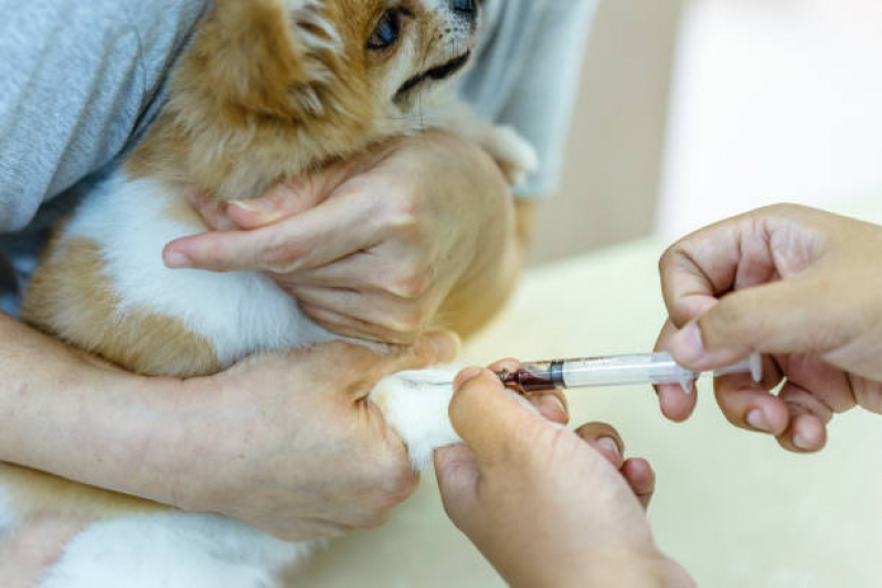 Aplicação de Vacina contra Raiva em Cachorro Águas Claras - Vacina de Raiva Cachorro