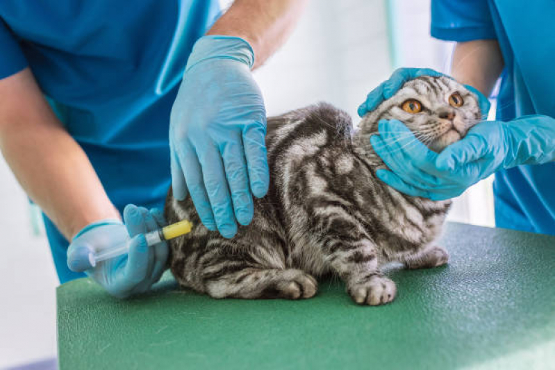 Aplicação de Vacina contra Raiva Gato Sobradinho - Vacina Antirrábica Animal