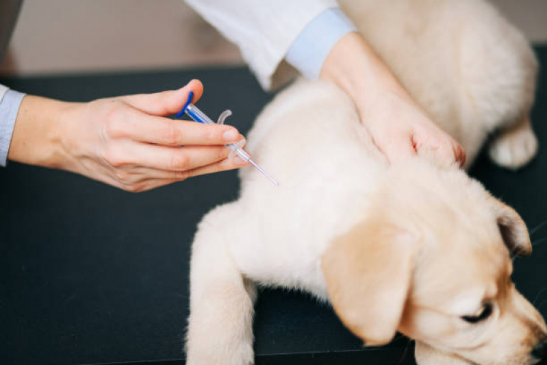 Aplicação de Vacina de Raiva Cachorro Águas Claras - Vacina contra Raiva para Cachorro