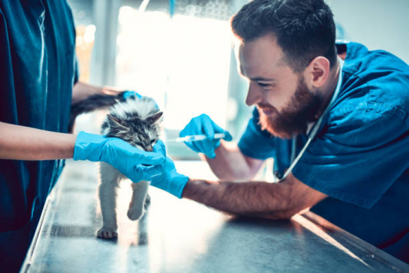 Aplicação de Vacina de Raiva para Cachorro ERL Norte - Vacina para Filhote de Gato