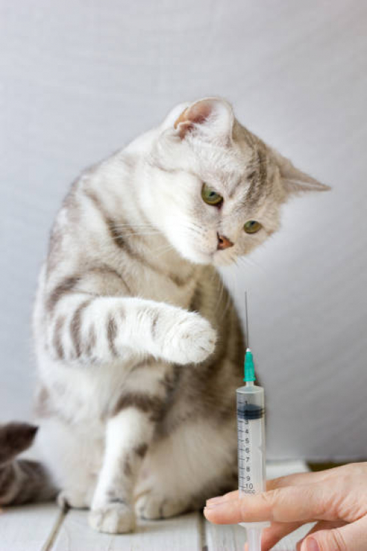 Aplicação de Vacina de Raiva para Gatos Setor Sudoeste - Vacina para Gato V4