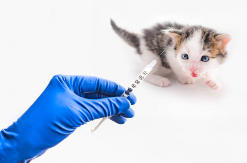 Aplicação de Vacina para Filhote de Gato Eixo W - Vacina contra Raiva para Cachorro