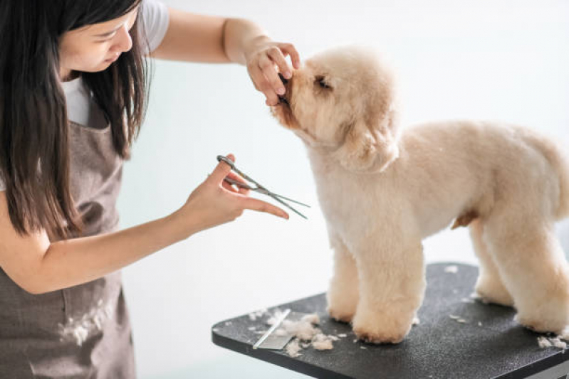 Banho e Tosa Delivery SAAN - Pet Shop Perto de Mim Banho e Tosa