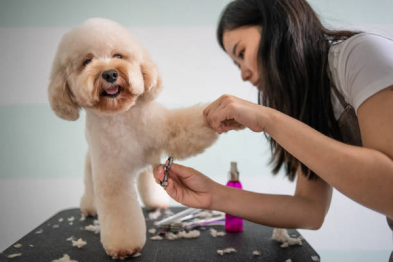 Banho e Tosa para Cachorro Setor Sudoeste - Banho e Tosa Perto de Mim