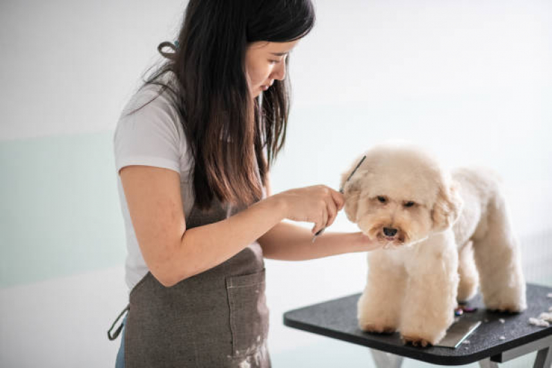 Banho e Tosa para Pet Telefone Águas Claras - Banho e Tosa para Cachorro