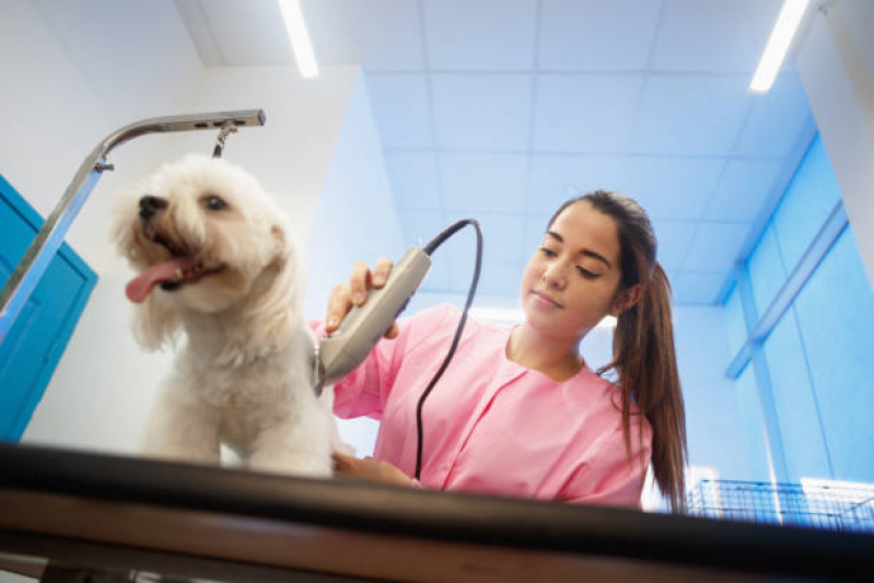 Banho e Tosa Perto Telefone Brasília - Banho e Tosa Pet Shop