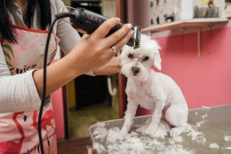Banho e Tosa Pet Shop Telefone PRAÇA DOS TRIBUNAIS PRAÇA DO BURITI SIG - Banho em Gato Pet Shop