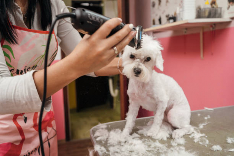 Banho e Tosa Pet Shop Telefone Vila Telebrasília - Banho e Tosa Próximo a Mim