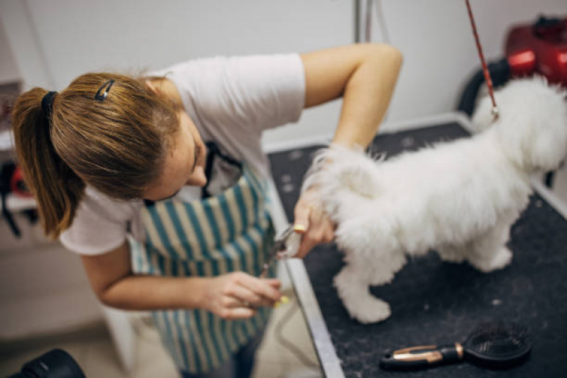 Banho e Tosa Pet Shop SCS SETOR COMERCIAL SUL - Banho em Gato Pet Shop