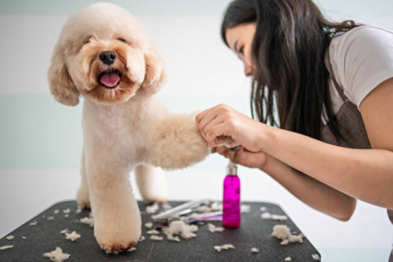 Banho e Tosa Próximo a Mim Telefone Octogonal/Sudoeste - Pet Shop Perto de Mim Banho e Tosa