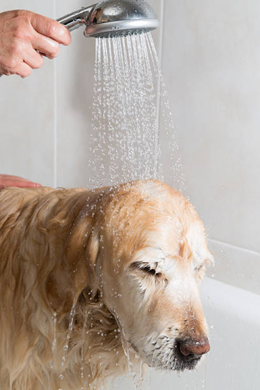 Banho Natural Cachorro Marcar Cruzeiro Velho - Banho Natural para Animais de Estimação