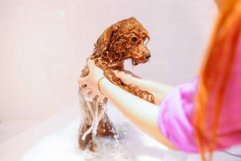 Banho Natural Gato Marcar Águas Claras - Banho Natural para Cães e Gatos