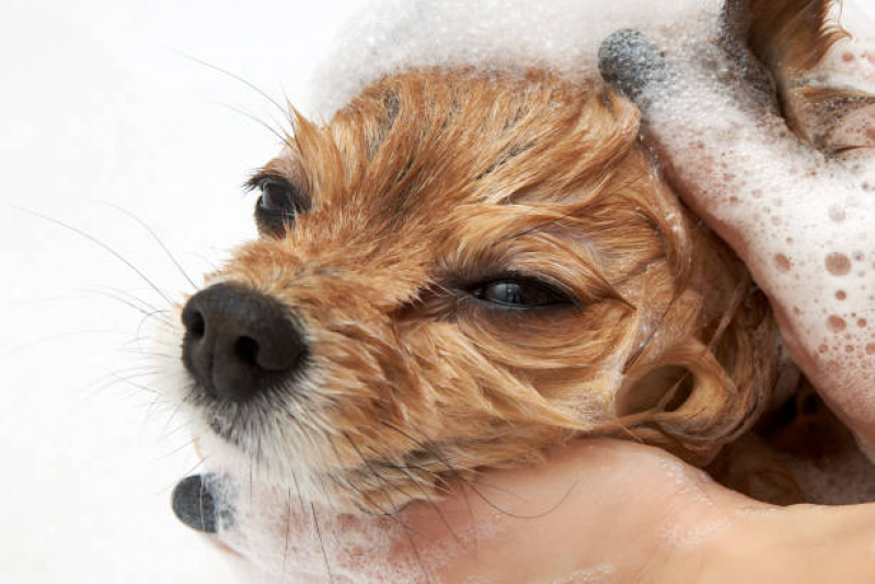 Banho Natural para Animais de Estimação Marcar PRAÇA DOS TRIBUNAIS PRAÇA DO BURITI SIG - Banho Natural para Cachorros e Gatos