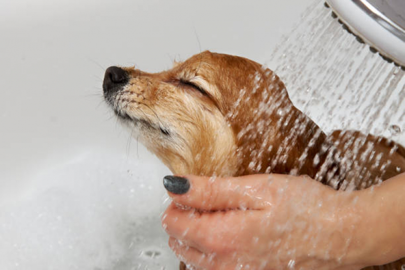 Banho Natural para Animais de Estimação SHTS Setor Hoteleiro Sul - Banho Natural para Cachorro