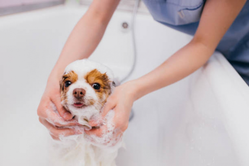 Banho Natural para Animais Lado Sul - Banho Natural para Cachorro