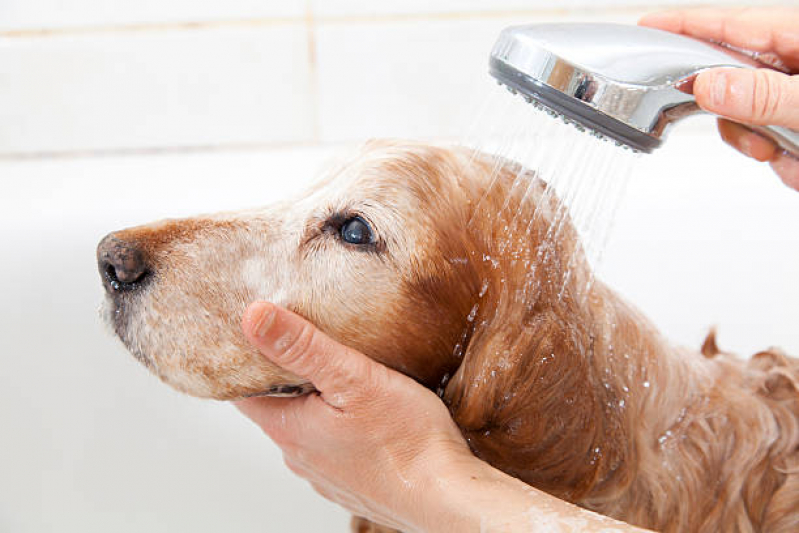 Banho Natural para Cachorro Marcar Brasília - Banho Natural para Animais Brasília