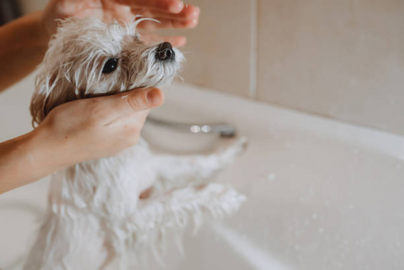 Banho Natural para Cachorro Vicente Pires - Banho Natural para Pet