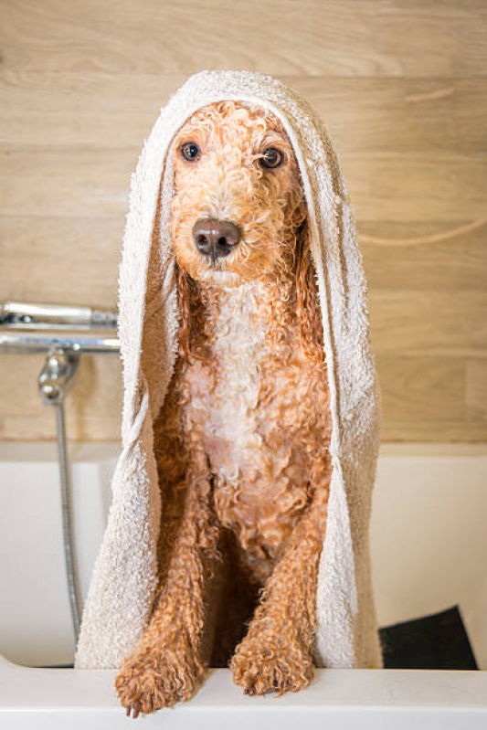 Banho Natural para Cachorros e Gatos Marcar SCN SETOR COMERCIAL NORTE - Banho Natural para Cachorro
