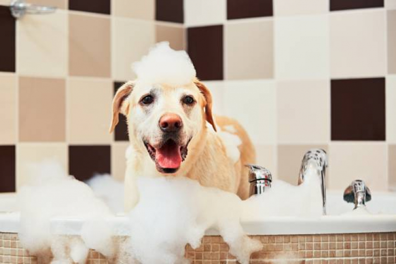 Banho Natural para Cachorros e Gatos Cruzeiro Novo - Banho Natural para Animais