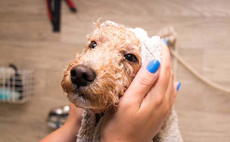 Banho Natural para Cachorros Marcar SHTS Setor Hoteleiro Sul - Banho Natural para Animais Asa Norte