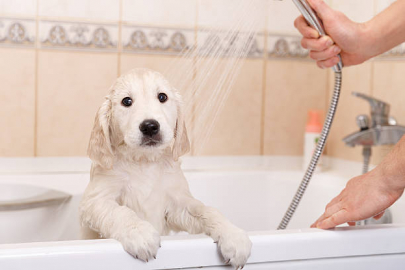 Banho Natural para Cães e Gatos Marcar Condomínio Solar de Brasília - Banho Natural para Animais de Estimação
