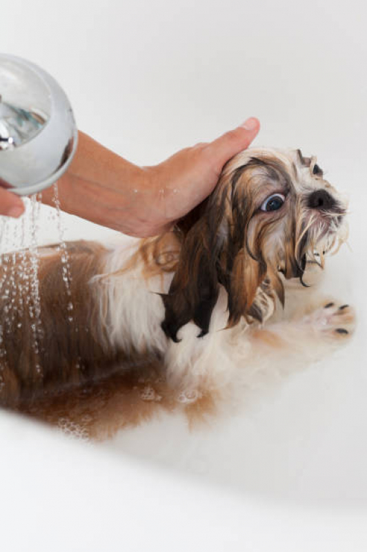 Banho Natural para Gato Marcar Itapuã - Banho Natural para Cães e Gatos