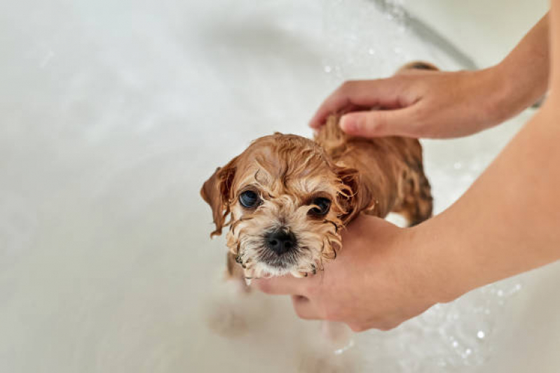 Banho Natural para Gato Sobradinho - Banho Natural para Cachorros